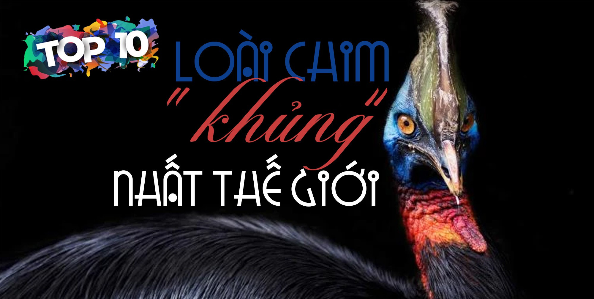 10-loai-chim.jpg