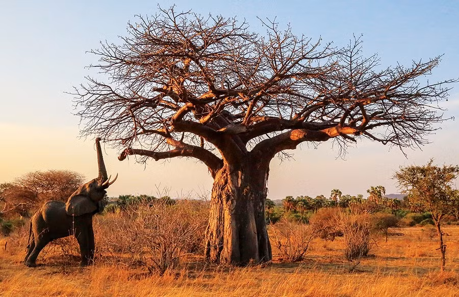 vuon-quoc-gia-ruaha-1.jpg