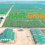  HAGL qua thập kỷ giông bão: Từ nợ 36.000 tỷ đến “bức tranh tài sản đẹp như mơ”