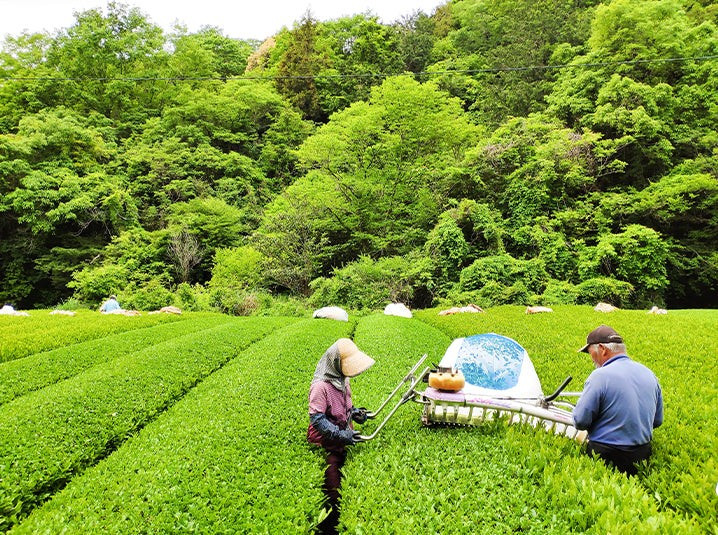 Một trang trại trà tại Shizuoka, Nhật Bản trang-trai-tra-tai-shizuoka-tea-farmers-in-shizuoka-tea-fields-718x535webp.jpg