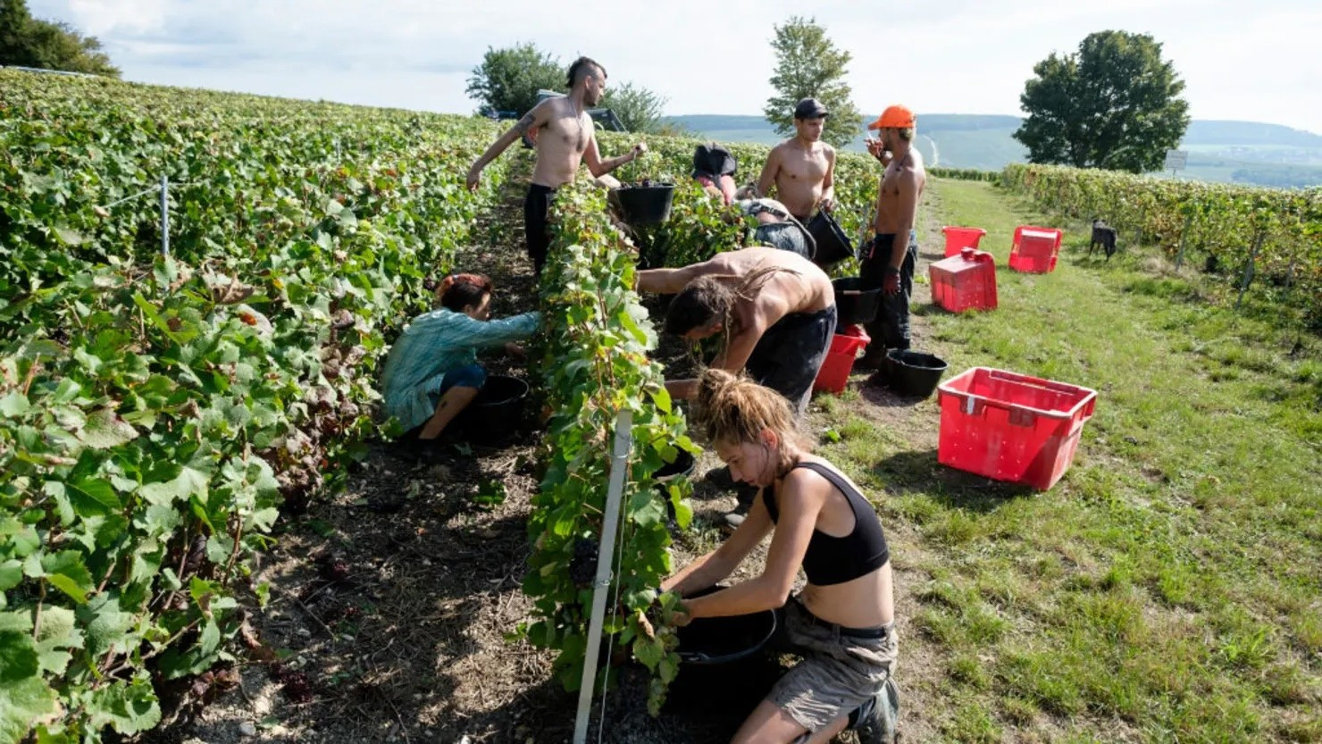 108243443-1766053009736-gettyimages-1666308656-champagne-harvest-in-chtillon-sur-marne.jpg