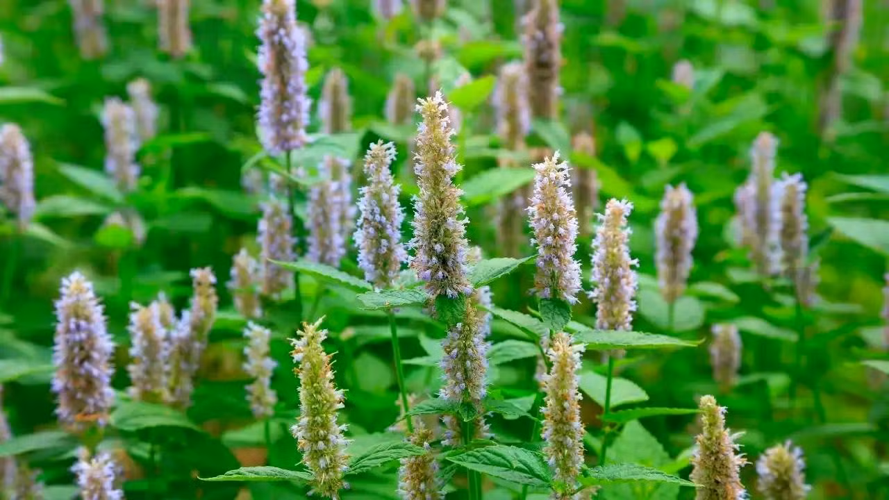 hoac-huong-patchouli-trong-nuoc-hoa-co-mui-gi.jpg