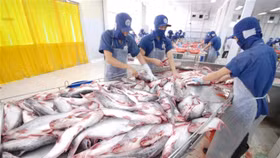 Xuất khẩu cá tra tháng 3 tăng mạnh 21%: Trung Quốc, Mỹ dẫn đầu sức mua