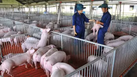 Đà tăng cổ phiếu chăn nuôi liệu có kéo dài?