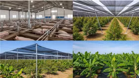 Đại gia chăn nuôi "bùng nổ" lợi nhuận: Dabaco vượt kế hoạch cả năm, HAGL sắp lãi 2.500 tỷ