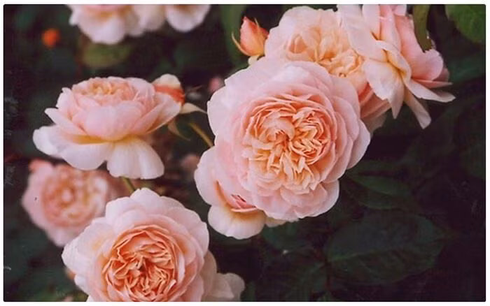 Những loài hoa chỉ dành cho giới thượng lưu