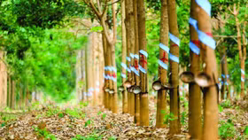 Giá nông sản hôm nay (20/4): Đầu tuần, giá cao su duy trì trạng thái ổn định