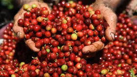 Giá nông sản hôm nay (9/4): Cà phê tiếp tục "lao dốc", giảm 7.000-8.000 đồng/kg