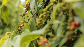 Giá nông sản hôm nay (26/3): Giá hồ tiêu bất ngờ giảm 3.000 đồng/kg