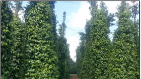 Giá nông sản hôm nay (11/5): Giá tiêu bất ngờ giảm sâu, xuống gần 4.000 đồng/kg