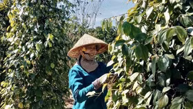 Giá nông sản hôm nay (17/5): Đắk Lắk dẫn đầu về giá tiêu sau khi tăng 1.000 đồng/kg