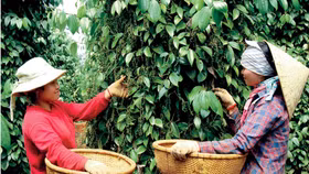 Giá nông sản hôm nay (20/4): Giá tiêu ổn định sau phiên giảm sâu, vùng trọng điểm thu mua mức 155.400 đồng/kg