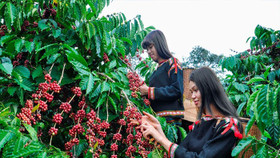 Giá nông sản hôm nay (21/5): Giá cà phê khu vực Tây Nguyên bất ngờ tăng hơn 2.000 đồng/kg