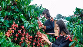 Giá nông sản hôm nay (21/5): Giá cà phê khu vực Tây Nguyên bất ngờ tăng hơn 2.000 đồng/kg