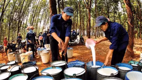 Giá nông sản hôm nay (3/6): Giá cao su các doanh nghiệp lớn đồng loạt điều chỉnh