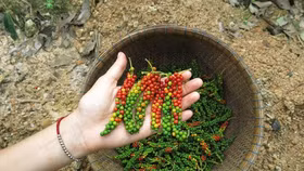 Giá nông sản hôm nay (27/3): Giá hồ tiêu trong nước đảo chiều tăng cao