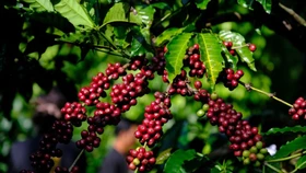 Giá nông sản hôm nay (8/3): Giá cà phê tiếp tục giảm nhờ thời tiết thuận lợi ở Việt Nam và Brazil