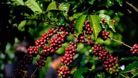 Giá nông sản hôm nay (8/3): Giá cà phê tiếp tục giảm nhờ thời tiết thuận lợi ở Việt Nam và Brazil