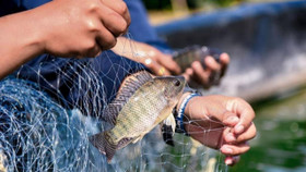 Một mặt hàng Việt “đột phá” 174% vào thị trường Mỹ, lập đỉnh 5 năm