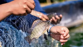 Một mặt hàng Việt “đột phá” tăng 174% vào thị trường Mỹ, lập đỉnh 5 năm