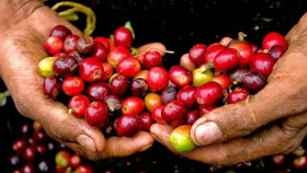Giá nông sản hôm nay (31/10): Giá cà phê tăng do quan ngại khan hiếm nguồn cung