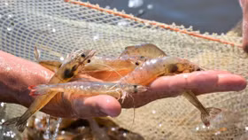 Ngành tôm Việt Nam trước "giờ G" thuế quan Mỹ