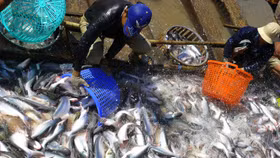 Cá tra Việt Nam đang đối diện nhiều thách thức trên thị trường quốc tế