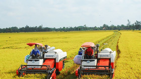 Giá nông sản hôm nay (8/5): Giá lúa tươi khu vực Đồng bằng Sông Cửu Long giảm nhẹ