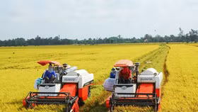 Giá nông sản hôm nay (8/5): Giá lúa tươi khu vực Đồng bằng Sông Cửu Long giảm nhẹ