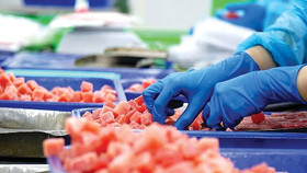 Gặp khó ở thị trường chủ lực, cá ngừ Việt Nam tăng tốc sang Trung Đông