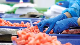 Gặp khó ở thị trường chủ lực, cá ngừ Việt Nam tăng tốc sang Trung Đông