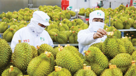 Sầu riêng “lội ngược dòng”, dẫn dắt tăng trưởng toàn ngành rau quả