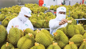 Sầu riêng “lội ngược dòng”, dẫn dắt tăng trưởng toàn ngành rau quả