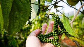 Giá nông sản hôm nay (14/3): Hồ tiêu Việt Nam "đón sóng" tăng giá, thịt lợn nơi xuống nơi lên