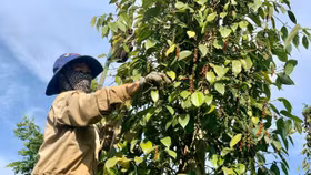 Giá nông sản hôm nay (28/4): Đầu tuần, giá tiêu Đắk Nông và Đắk Lắk cùng neo ở mức cao