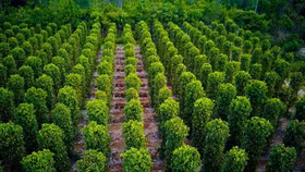 Giá nông sản hôm nay (12/6): Cà phê, hồ tiêu duy trì mức giá ổn định