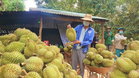 Sầu riêng Việt Nam cần thay đổi chiến lược thị trường