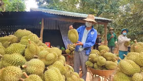 Sầu riêng Việt Nam cần thay đổi chiến lược thị trường