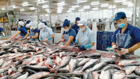 Thủy sản Việt Nam “ăn nên làm ra” bất chấp thuế Mỹ