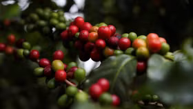 Cà phê Việt Nam bứt phá, hướng tới kỷ lục xuất khẩu 9 tỷ USD năm 2025