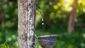 Giá nông sản hôm nay (17/3): Giá cao su phục hồi, thị trường ổn định trở lại sau đợt giảm sâu