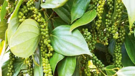 Giá nông sản hôm nay (14/4): Giá "vàng đen" trong nước tăng 2.000-4.000 đồng/kg