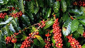 Giá nông sản hôm nay (18/3): Giá cà phê trong nước phục hồi