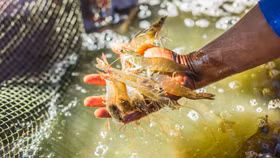 Bộ Công Thương đề nghị Mỹ cân nhắc quyết định “gây khó” cho hải sản của Việt Nam 