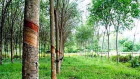 Giá nông sản hôm nay (3/4): Giá cao su ở một số thị trường châu Á giảm 