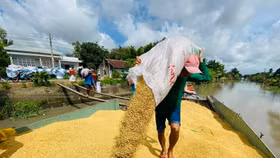 Giá nông sản hôm nay (19/5): Đầu tuần, giá các mặt hàng nông sản chủ lực ổn định, đi ngang