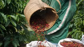 Giá nông sản hôm nay (28/3): Giá cà phê Robusta giảm mạnh do dự báo nguồn cung tăng cao