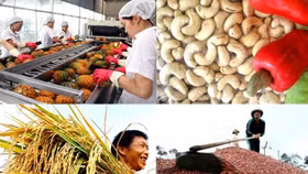 Giá nông sản hôm nay (9/6): Đầu tuần nông sản chủ lực ổn định, ít biến động so với phiên cuối tuần