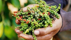 Giá nông sản hôm nay (6/6): Hồ tiêu giảm về lượng nhưng tăng mạnh giá trị xuất khẩu