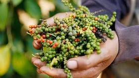 Giá nông sản hôm nay (1/4): Giá "vàng đen" giảm 1.000 đồng/kg tại các địa phương khu vực Tây Nguyên